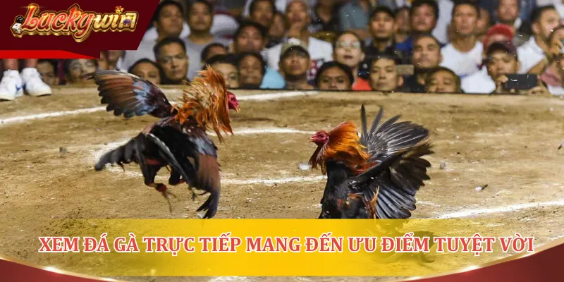 Nhớ kỹ các lưu ý để có các trải nghiệm tuyệt vời khi xem đá gà trực tuyến